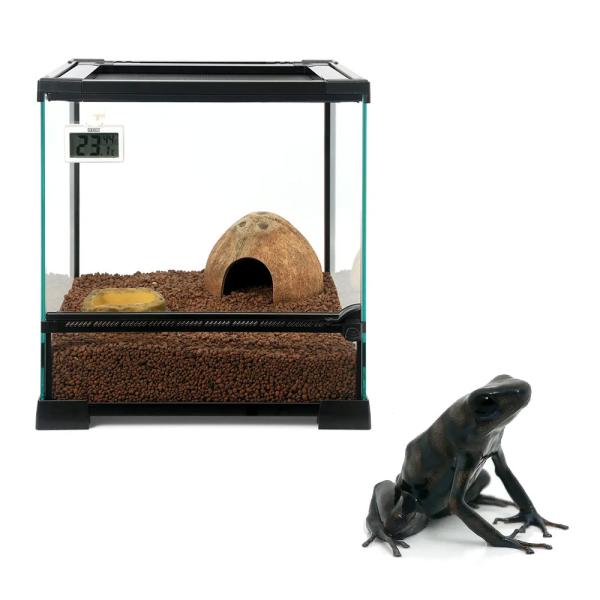 カエル　生体　Dendrobatidae　マダラヤドクガエル　ペナブランカ　オタマ　両生　両爬生体　amp_Frog　amp_Land_Frog　terra_seitai　kokuubinn_ng　reptile_databas　frog_...