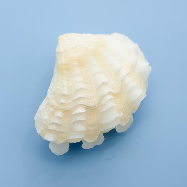 メーカー：(株)リーフ Leaf Corp アクアリウム用品　_animal　_insect　貝殻　かざりサンゴ　装飾　レイアウト　インテリア　オブジェ　ヤドカリ　餌皿　エサ入れ　水入れ　海水　水槽用アクセサリ　貝殻902　ma_tekit...