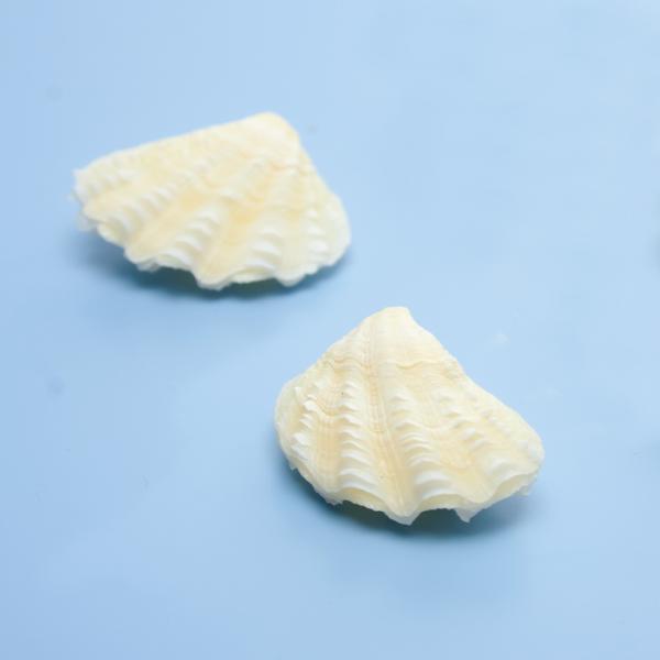 アクアリウム用品　_animal　_insect　　貝殻　かざりサンゴ　装飾　レイアウト　インテリア　アクアリウム　ハンドメイド　シェルリース　クラフト　素材　オブジェ　水入れ　海水　水槽用アクセサリ　貝殻902　ma_tekitou　_a...