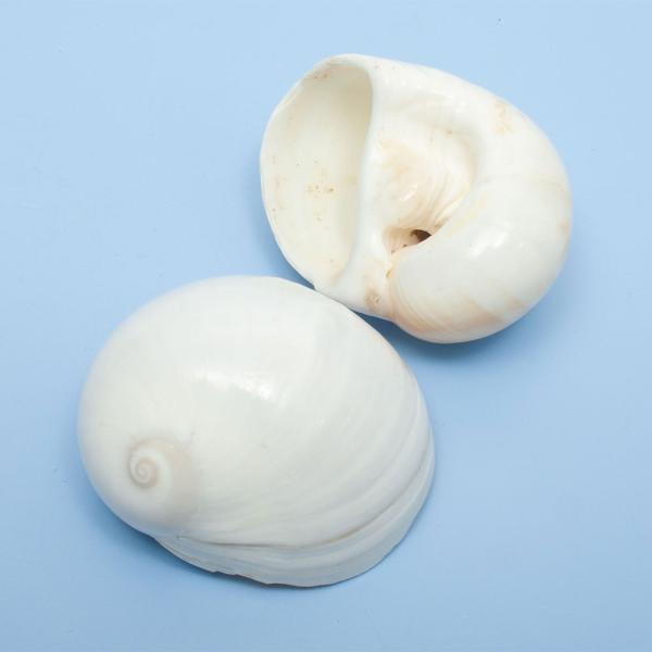 muryotassei_800_899　_insect　_interior　◎　装飾　_aqua　レイアウト　インテリア　オブジェ　海水　アクセサリ　貝　ヤドカリ　オカヤドカリ　おかやどかり　マンジュウガイ　引っ越し用巻貝　置き物　小物　Ｓ...