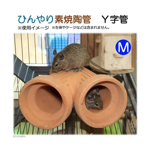 Ђfēǁ@xǁ@l@p@nEX@gl