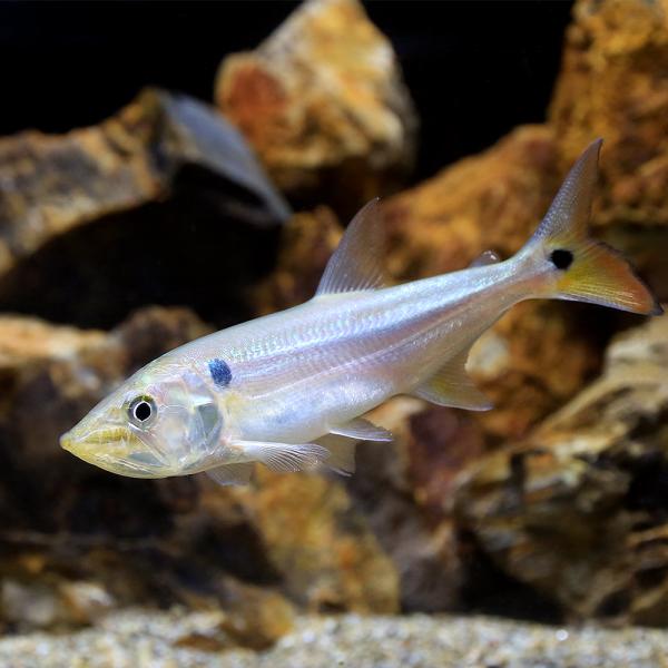 熱帯魚　レッドフィンブリコン　カラシン　 10/1 入荷魚紹介 - 静岡市の熱帯魚専門店（大型魚・古代魚・珍魚