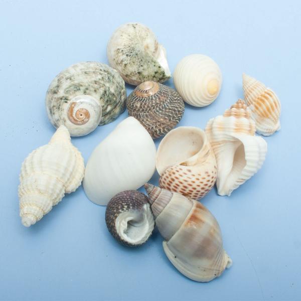 アクアリウム用品　_interior　_insect　_animal　海水　水槽用アクセサリ　m_hermit　okayadokari_shell　okayadokari_tool　okayado_kaigara　貝殻902　熱帯魚・エビ他...