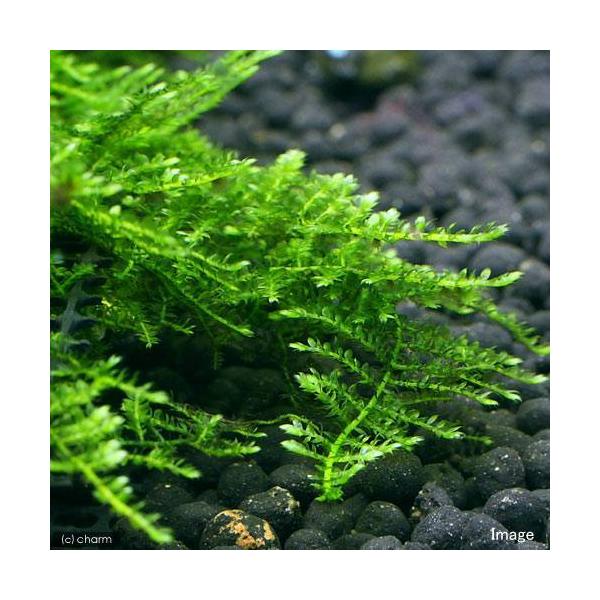 ijXDAJ[@vJbvitji_jiPj@kCEBq֗vۉ