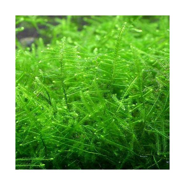 PF_SPQ　熱帯魚　_wp　_aqua　エビ用水草　活着する水草　コケの仲間　水草　コケ　モス類　20110928　all_plants　wp_kywrd　モスsp.モンタグネ　mzks_　catmosssingle2022christm...