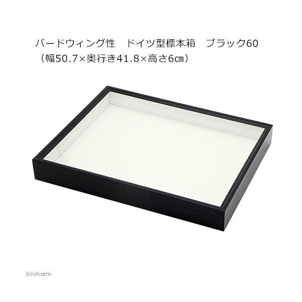 バードウィング製？ ドイツ箱 (幅50.7×奥行き41.8×高さ8cm) バードウィング製？ ドイツ箱 (幅50.7×奥行き41.8×高さ8cm