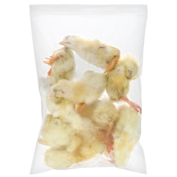 メーカー：月夜野ファーム _animal　_aqua　_kame　_hachu　冷凍★ヒヨコ　１１羽　月夜野ファーム　冷凍ヒヨコ　別途クール手数料　常温商品同梱不可　亀・爬虫類　両生類　爬虫類　大型魚　肉食魚　猛禽類　ワシ　タカ　ハヤブサ　...