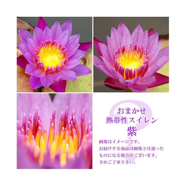 irIg[vj@@܂Mѐi퐇@iXCj@niP|bgjixԁj