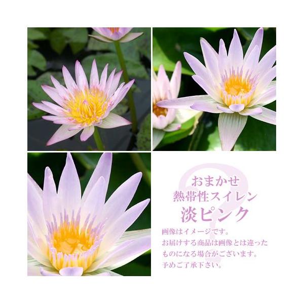 irIg[vj@@܂Mѐi퐇@iXCj@WsNniP|bgjixԁj