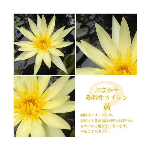 irIg[vj@@܂Mѐi퐇@iXCj@iP|bgjixԁj