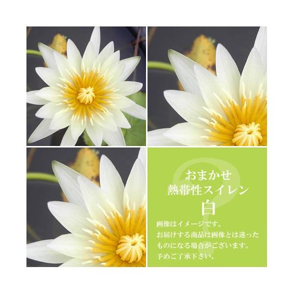 irIg[vj@@܂Mѐi퐇@iXCj@niP|bgjixԁj