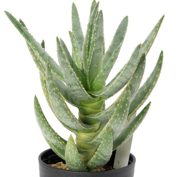 アロエ ラモシシマ 優良株！ 観葉植物 アガベ アロエ ラモシシマ 観葉植物