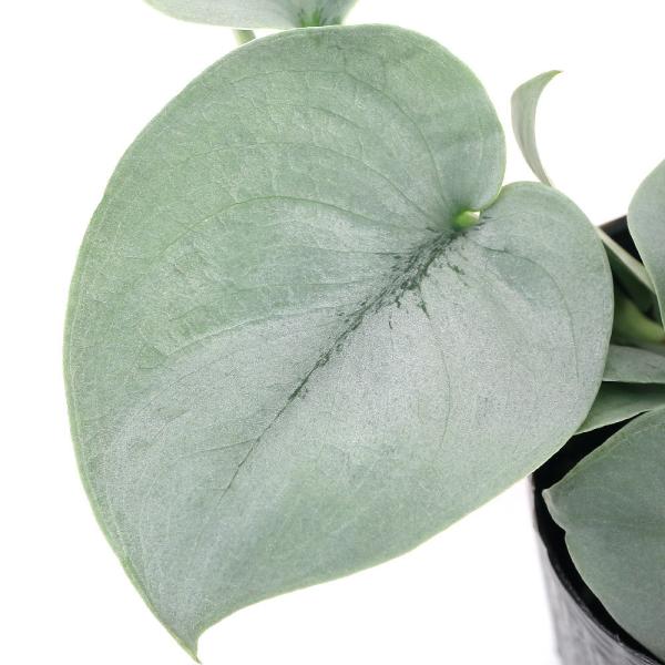 観葉植物　_gardening　_hachu　_kame　ガーデニング　園芸　植物　植物生体　ガーデニング生体　ビバリウム　アクアテラリウム　パルダリウム　育て方　育成方法　栽培方法　Ｓｃｉｎｄａｐｓｕｓ　ｐｉｃｔｕｓ　サトイモ科　半耐寒性...