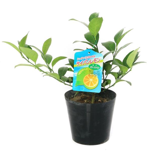 鉢 レモン 苗の人気商品 通販 価格比較 価格 Com
