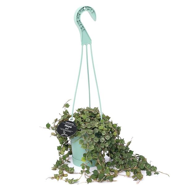 iϗtAjz@J[eBV[@݂蔫^Cv@RDTiPj