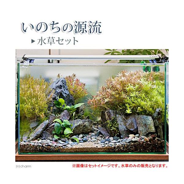 udc水草セット チャーム（charm） （水草）いのちの源流 水草セット 説明書付き 本州
