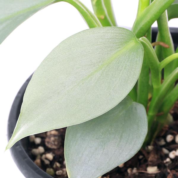 観葉植物　_hachu　_gardening　_kame　園芸　ガーデニング　ビバリウム　アクアテラリウム　パルダリウム　水草　クリプトとその近縁　サトイモ　Philodendron　ヒトデカズラ　サトイモ科　フィロデンドロン属　非耐寒性常...