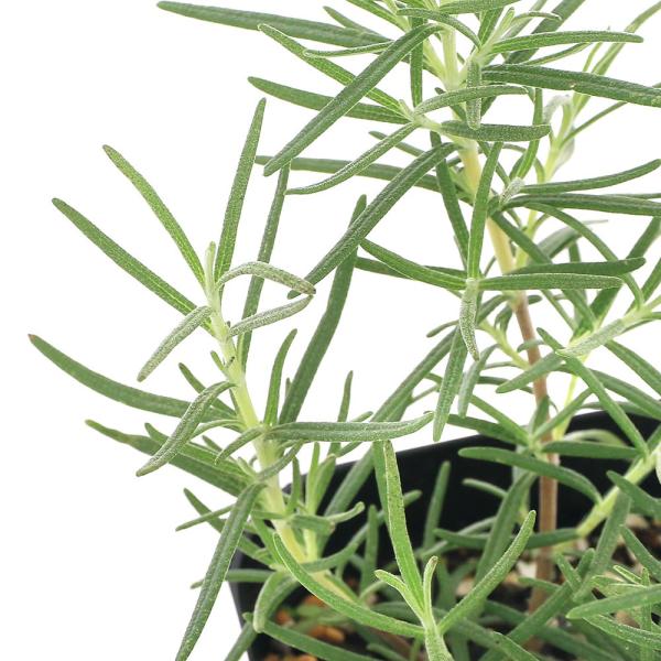 観葉植物　090list　_gardening　herbpot_series　kidobfen　opa2_delete　ガーデニング　ハーブ　苗　植物　植物生体　ガーデニング生体　育て方　育成方法　栽培方法　シソ科マンネンロウ属　常緑性低木...