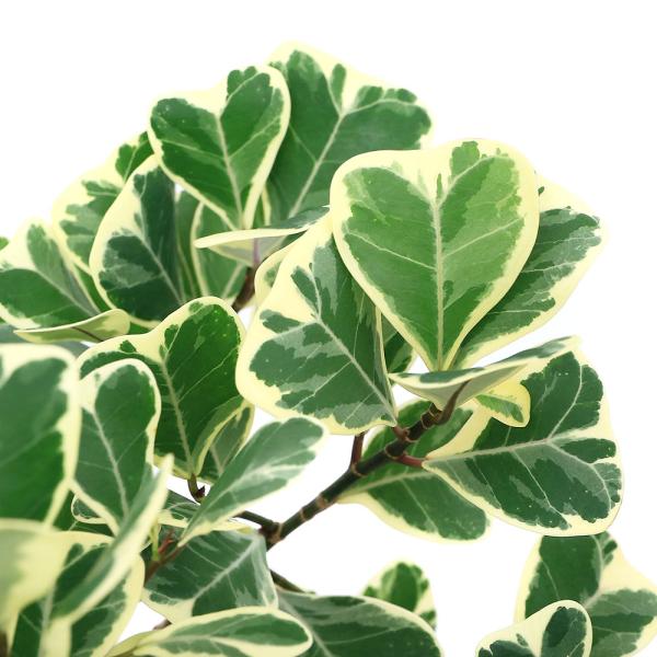 観葉植物　_hachu　_kame　_gardening　園芸　ガーデニング　ビバリウム　アクアテラリウム　パルダリウム　両爬向き植物　クワ科　イチジク属　Ficus　triangularis　ハートの木　ハートボダイジュ　サンカクガジュマ...