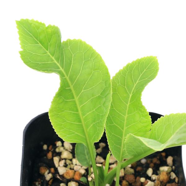 _gardening　ガーデニング　観葉植物　植物　植物生体　ガーデニング生体　育て方　育成方法　栽培方法　山菜　ラディッシュ　家庭菜園　野菜　ハーブ苗　スパイス　薬味　香辛料　香辛野菜　染料　西洋わさび　セイヨウワサビ　ワサビダイコン　レ...