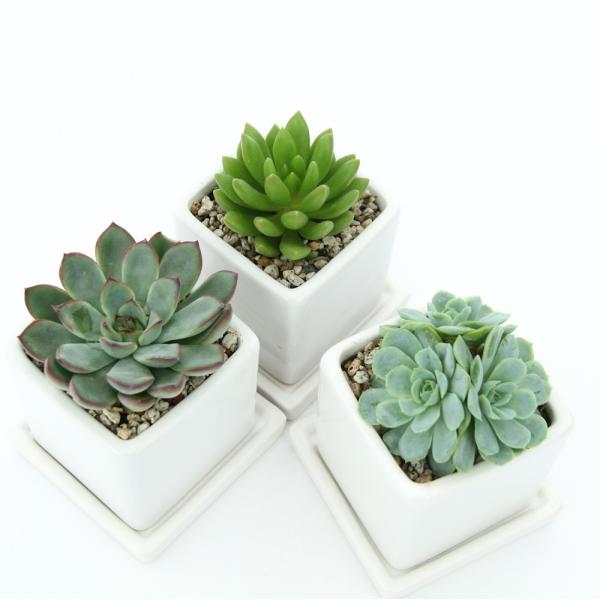 観葉植物　ガーデニング　サボテン・多肉植物　育て方　育成方法　栽培方法　Ｅｃｈｅｖｅｒｉａ　36gardening_create_products　陶器鉢植えシリーズ　toukibachiue_fragrand　ecommend_plant...