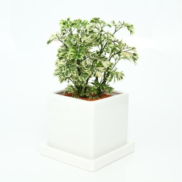 観葉植物　ガーデニング　育て方　育成方法　栽培方法　36gardening_create_products　陶器鉢植えシリーズ　toukibachiue_fragrand　ecommend_plant_series　toukibachiue...