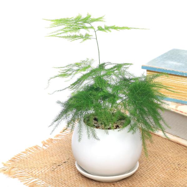 アスパラガス 観葉植物の人気商品 通販 価格比較 価格 Com