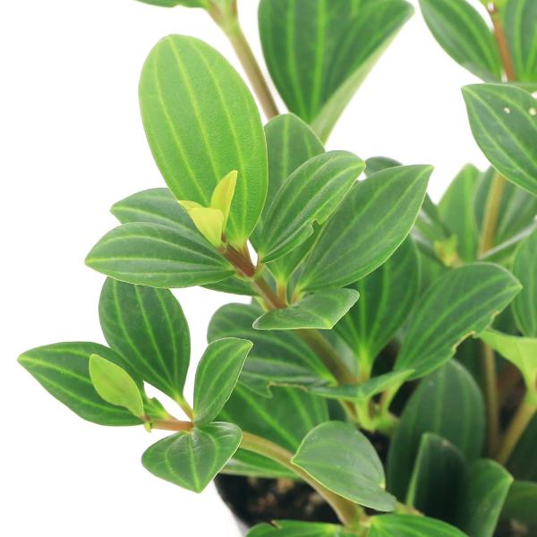 観葉植物　ガーデニング　ハーブ　野菜　果物　emporio　all_plants　育て方　育成方法　栽培方法　Peperomia　fairly　コショウ科　ペペロミア属　常緑多年草　熱帯アメリカ　ペペロミア　縦　ライン　模様　初心者　AKS...