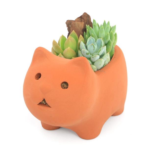 観葉植物　ガーデニング　多肉植物　多肉　インテリア　私のオアシス　私のオアシスシリーズ　多肉セットシリーズ　動物陶器鉢　動物テラコッタ　アニマル陶器鉢　アニマルテラコッタ　アニマルテラコッタシリーズ　_gardening　oasis_tan...
