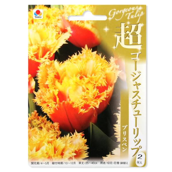 （観葉植物）　_gardening　ガーデニング　チューリップ　球根　bulbitemseries　育て方　育成方法　栽培方法　観葉植物　切り花　切り花向き　切花　切花向き　花壇　庭植え　鉢植え　地植え　コンテナ　コンテナガーデン　寄せ植え...