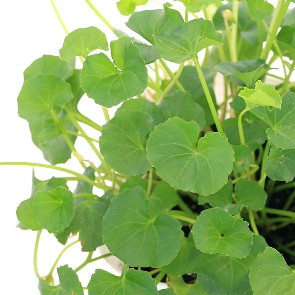 観葉植物　_aqua　_hachu　_gardening　園芸　ガーデニング　花　鉢花　Anthurium_series　育て方　育成方法　栽培方法　opa2_delete　Viola　hederacea　スミレ科　スミレ属　半耐寒性多年草...