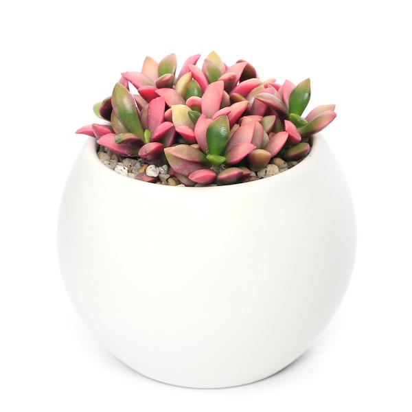 観葉植物　園芸　ガーデニング　多肉植物　ビバリウム　アクアテラリウム　パルダリウム　両爬向き植物　陶器鉢植えシリーズ　toukibachikannyou_series　植物　植物生体　ガーデニング生体　pottery_plant_serie...