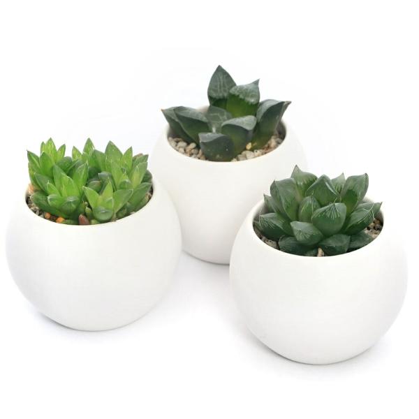 観葉植物　園芸　ガーデニング　多肉植物　ビバリウム　アクアテラリウム　パルダリウム　両爬向き植物　陶器鉢植えシリーズ　toukibachikannyou_series　植物　植物生体　ガーデニング生体　pottery_plant_serie...