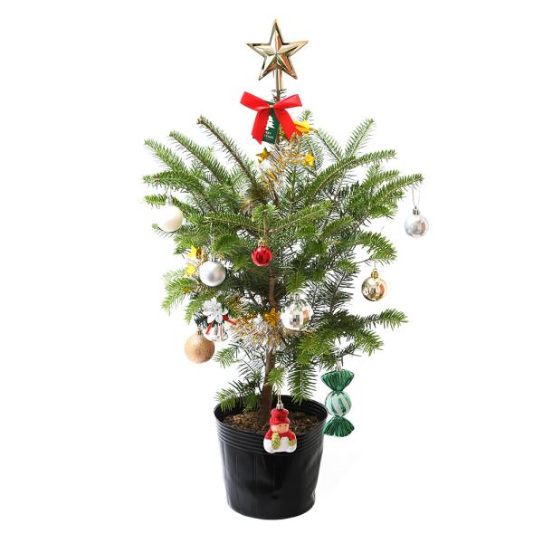（観葉植物）クリスマスツリー　もみの木＋オーナメントセット（１本）（樹高４０〜６０ｃｍ）インテリア　お部屋　同梱不可　沖縄別途送料