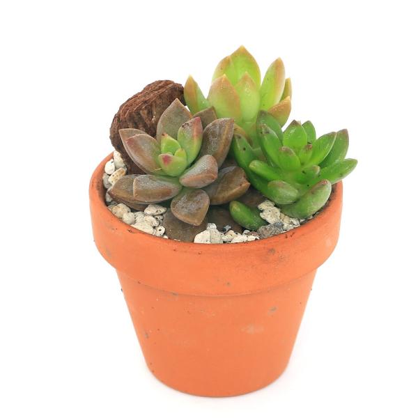 観葉植物　_gardening　ガーデニング　サボテン・多肉植物　植物　植物生体　ガーデニング生体　育て方　育成方法　栽培方法　opa2_delete　多肉　多肉植物　カクタス　シャボテン　仙人掌　20221103　NMIYA　y22m11...