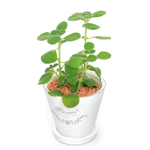 観葉植物　邑楽店　_gardening　ガーデニング　フレグランド陶器鉢植えシリーズ　陶器鉢植えシリーズ　フレグランドポット　Ficus　microcarpa　植物　植物生体　ガーデニング生体　pottery_plant_series　育て...