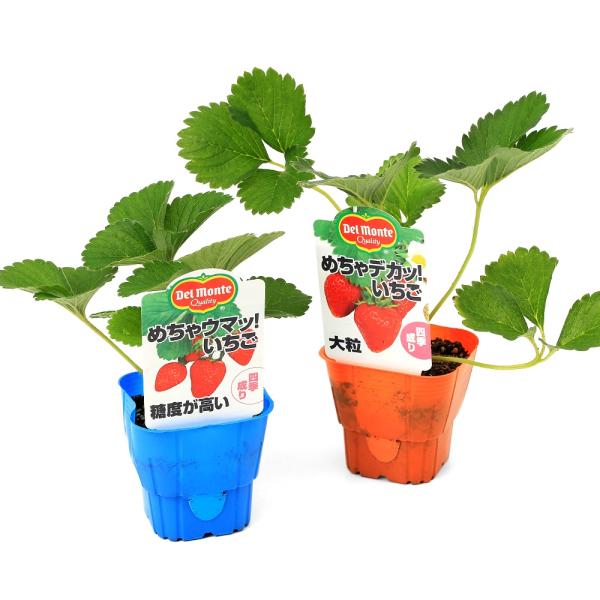 デルモンテ　苺　いちご　イチゴ苗　イチゴ　家庭菜園　フルーツ　果物　育て方　めちゃデカ　めちゃウマ　rknd　2025tuuki　ｙ25ｍ10　toukihassouhuka