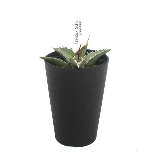 観葉植物　ガーデニング　サボテン・多肉植物植物　育て方　育成方法　栽培方法　kaijo　opa2_delete　ティタノータ　多肉　多肉植物　カクタス　Agave　oteroi　リュウゼツラン科アガベ属　熱帯植物　多年草　メキシココ　センチ...