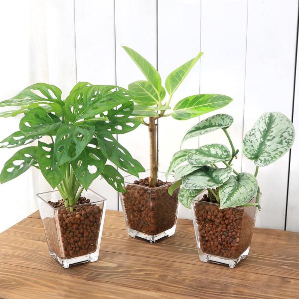 観葉植物　コケシリーズ　aquaterrarium　ガーデニング　インテリア　all_plants　両爬向き植物　ハイドロカルチャー　ビバリウム　アクアテラリウム　パルダリウム　ガラス　室内　おしゃれ　清潔　ガラスベース　水耕　ハイドロ　R...