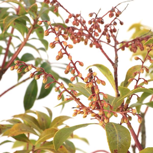 ガーデニング　観葉植物　all_plants　育て方　育成方法　栽培方法　アセビ　あせび　馬酔木　AISHI　ｙ25ｍ02　20250209　2025tuuki