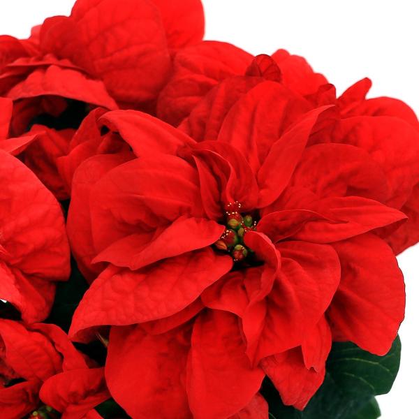 （観葉植物）　muryotassei_800_899　_gardening　ガーデニング　観葉植物　花　鉢花　プリンセチア　ポインセチアシリーズ　プリンセチアシリーズ　xmas1102ポインセチア　ポインセチア　育て方　育成方法　栽培方法　...