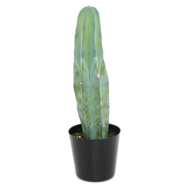 観葉植物　_gardening　_kame　_hachu　ガーデニング　サボテン植物　opuntia_series　blackpot_series　柱サボテン　接木　台木　ビバリウム　アクアテラリウム　パルダリウム　育て方　育成方法　栽培方...