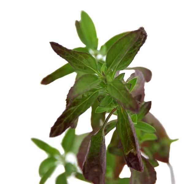 観葉植物　090list　_gardening　herbpot_series　kidobfen　opa2_delete　ガーデニング　ハーブ　苗　ゼラニウム　ゼラニューム　植物　植物生体　ガーデニング生体　育て方　育成方法　栽培方法　ニオイ...