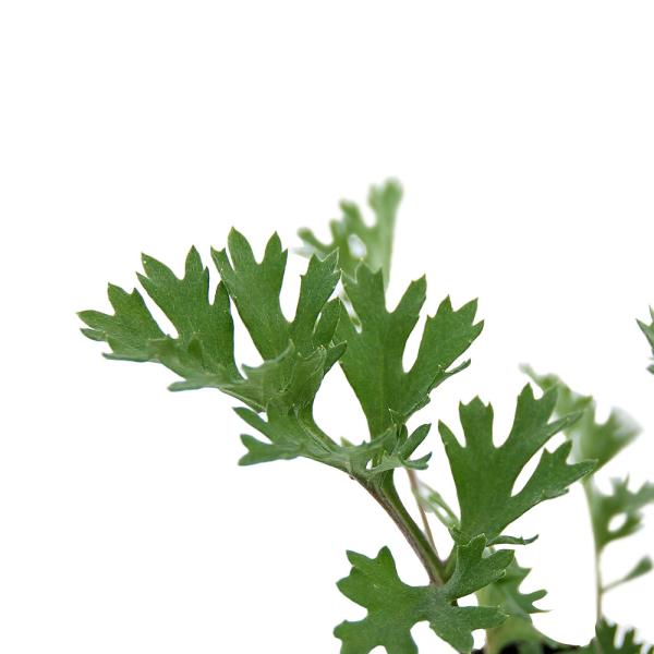 観葉植物　090list　_gardening　herbpot_series　kidobfen　opa2_delete　ガーデニング　ハーブ　苗　ゼラニウム　ゼラニューム　植物　植物生体　ガーデニング生体　育て方　育成方法　栽培方法　キク科...