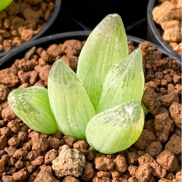 観葉植物　ガーデニング　サボテン・多肉植物　ハマミズナ科　Ａｉｚｏａｃｅａｅ　フリチア属　Ｆｒｉｔｈｉａ　all_plants　育て方　育成方法　栽培方法　ツルボラン科ブルビネ属　ユリ科ブルビネ属　Ｂｕｌｂｉｎｅ　ｍｅｓｅｍｂｒｙａｎｔｈｏ...