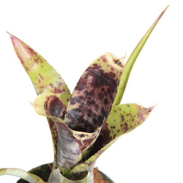 観葉植物　_kame　_hachu　muryotassei_500_599　_gardening　園芸　ガーデニング　ビバリウム　アクアテラリウム　パルダリウム　熱帯植物　育て方　育成方法　栽培方法　opa2_delete　ｐａｒｃｉｆｏｌ...