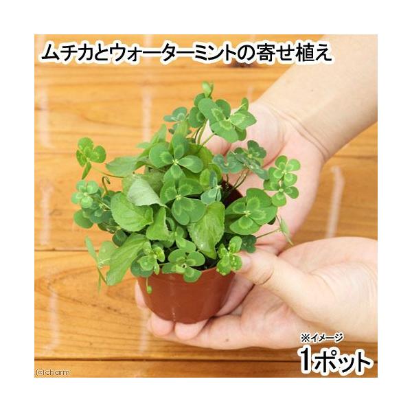 （ビオトープ）水辺植物　メダカの鉢にも入れられる水辺植物　ムチカとウォーターミントの寄せ植え（１ポット）（ミント挿したて）