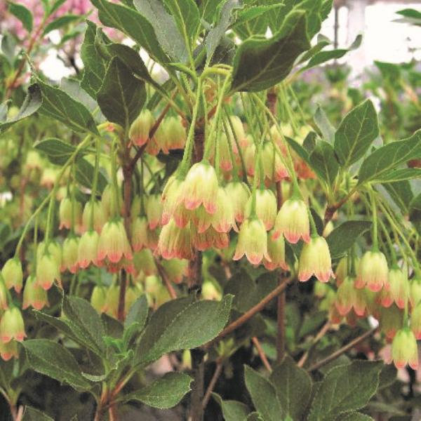 ガーデニング　山野草　苗　爛漫130316　育て方　育成方法　栽培方法　つつじ　ドウダンツツジ　ツツジ科ツツジ属　落葉広　butterflygarden_azalea葉低木　20230129　NMIYA　ｙ23ｍ01　2023zenki