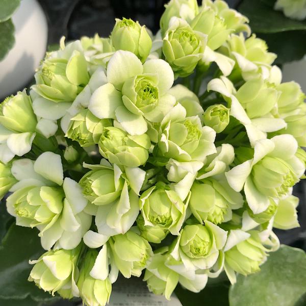 観葉植物　_gardening　ガーデニング　花　苗　カランコエ　ベル型　ベンケイソウ科　カランコエ属　ウニフロラ　育て方　紅提灯　非耐寒性多年草　多肉植物　多年草　育成方法　栽培方法　ベンケイソウ科カランコエ属　半耐寒性多肉植物　紅弁慶　...