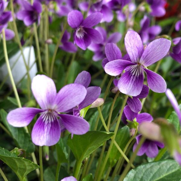 観葉植物　_gardening　ガーデニング　山野草　ヤハズスミレ　Vｉｏｌａ　ｍａｎｄｓｈｕｒｉｃａ　ｖａｒ．ｔｒｉａｎｇｕｌａｒｉｓ　snys_viola　育て方　育成方法　栽培方法　090list　bnr_hrgmgr　opa2_de...